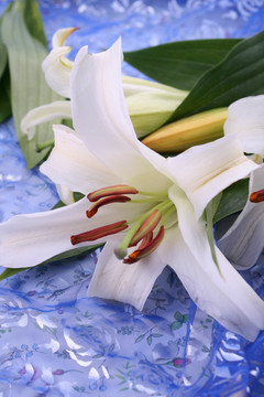 百合花