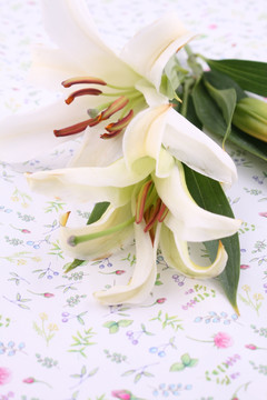 百合花