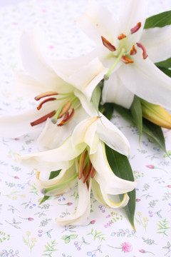 百合花