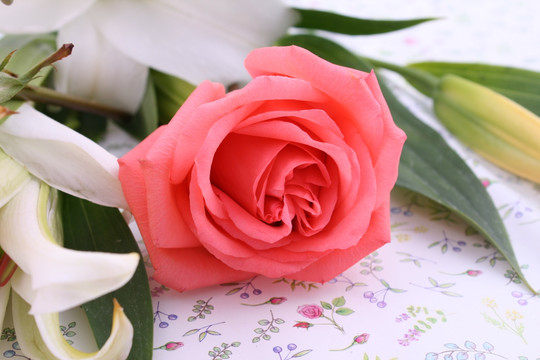 红玫瑰花百合花