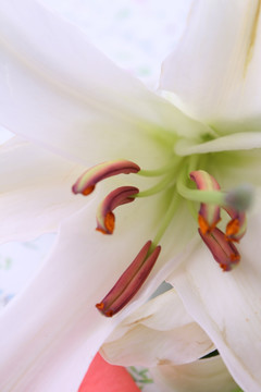 百合花