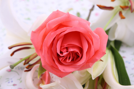 红玫瑰花
