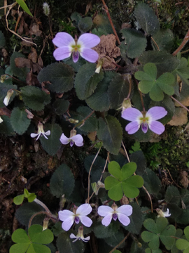 紫花地丁