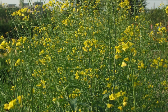 油菜花