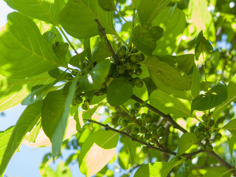 鼠李科植物冻绿