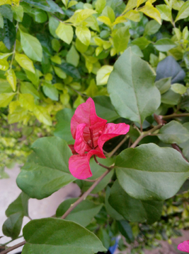 花瓣 花朵 红花 花叶片