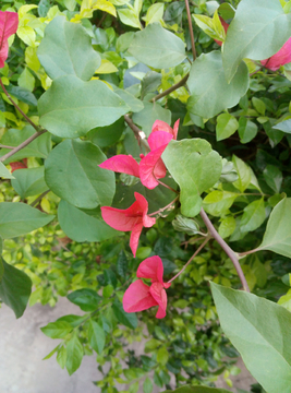 花瓣 花朵 红花 花叶片