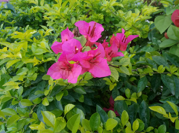 花瓣 花朵 红花 花叶片