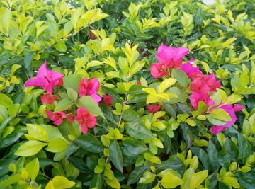 花瓣 花朵 红花 花叶片