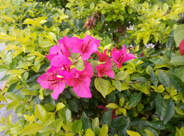 花瓣 花朵 红花 花叶片