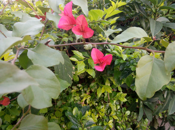 花瓣 花朵 红花 花叶片