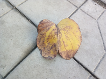 苹果形树叶 叶子 落叶