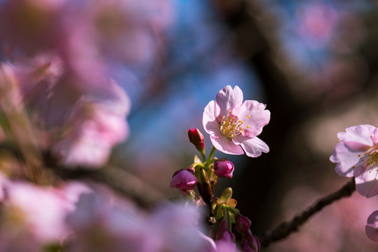 樱花特写