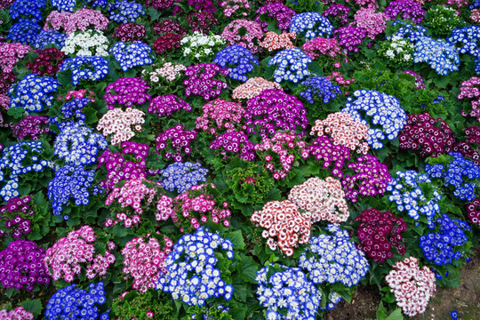 瓜叶菊花海花园花墙素材