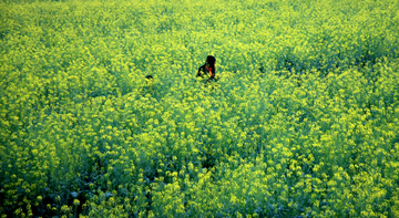 油菜花