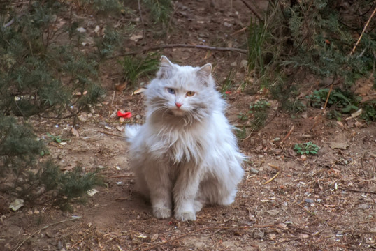 流浪猫