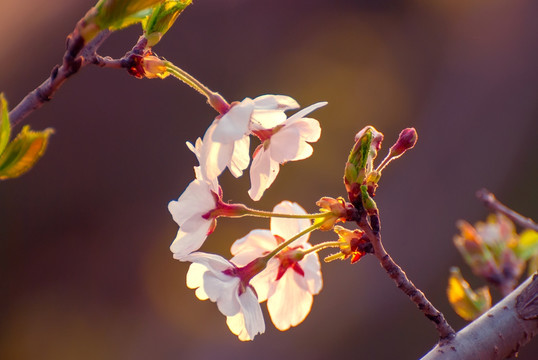 樱花