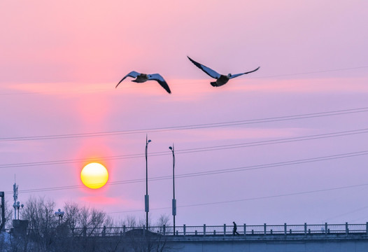 夕阳 飞鸟