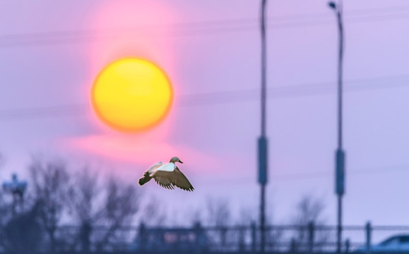 夕阳 鸭子