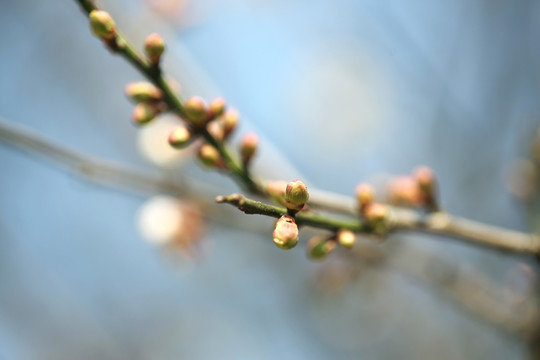 香雪梅花