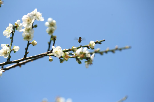 蜜蜂梅花