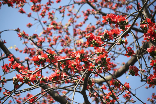 木棉花