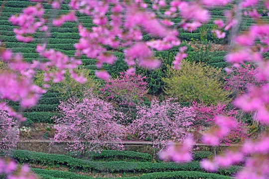 樱花 鲜花 花卉