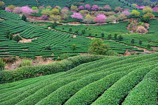 茶园 茶山 茶树 茶叶