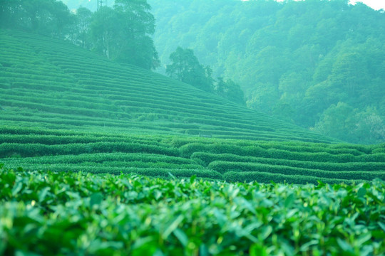 龙井茶园茶山