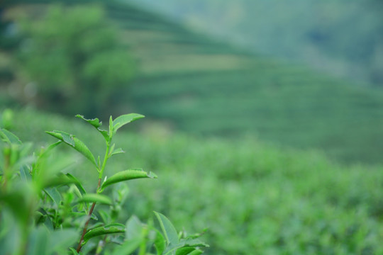 龙井茶园茶山