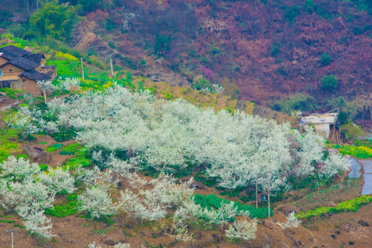 李子花