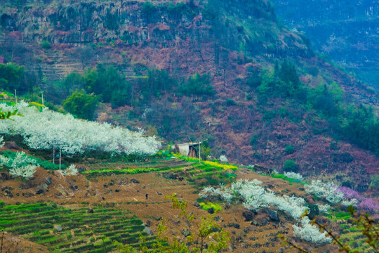 李子花