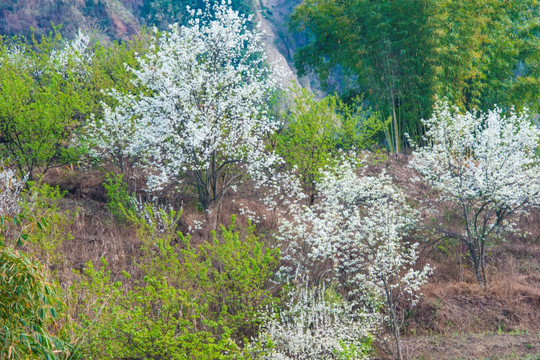 李子花