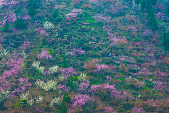 桃花