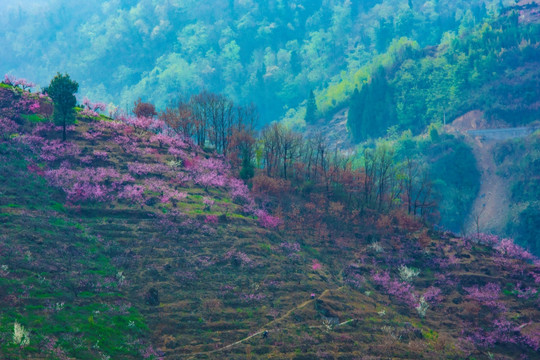 桃花