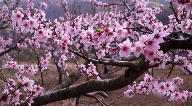 桃花