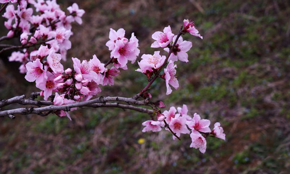 桃花