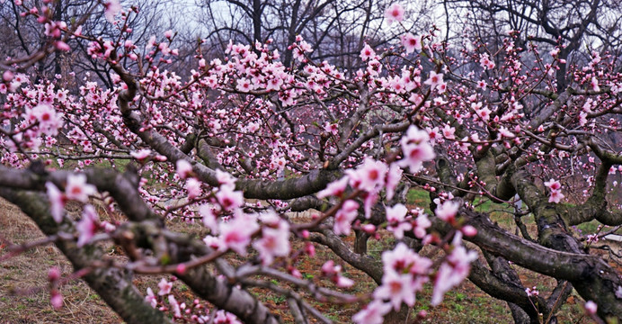 桃花