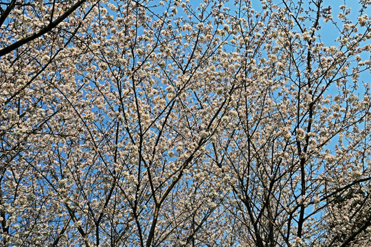 樱花
