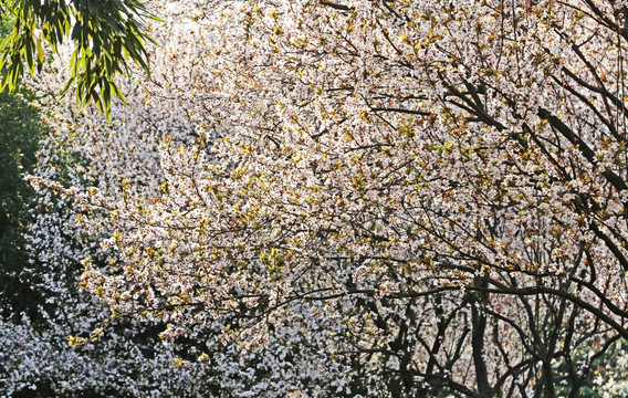 樱花