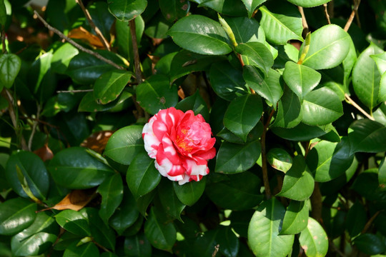 茶花