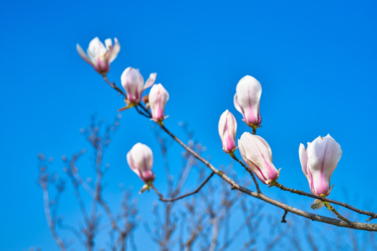 玉兰花 白玉兰 高清大图