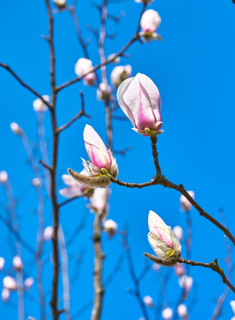 玉兰花 白玉兰 高清大图