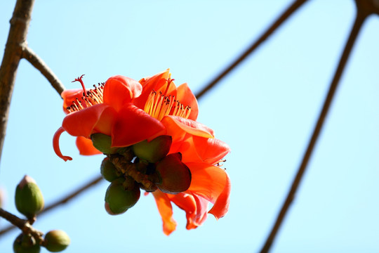 木棉花