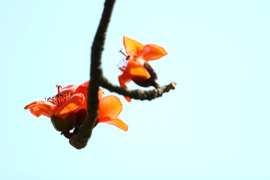 木棉花