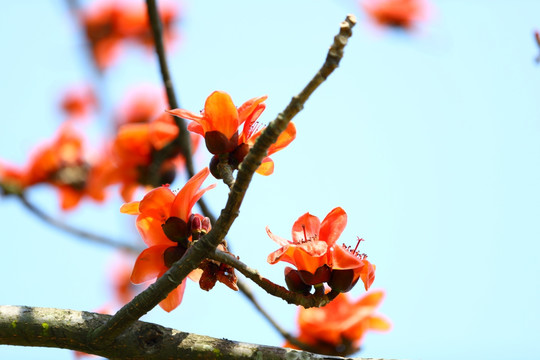 木棉花