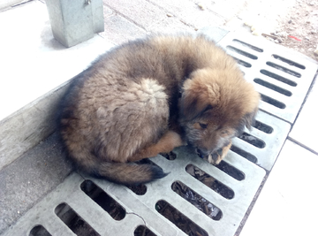 土狗 宠物狗 小狗