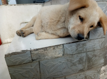 土狗 宠物狗 小狗