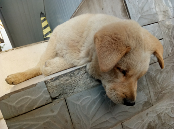 土狗 宠物狗 小狗