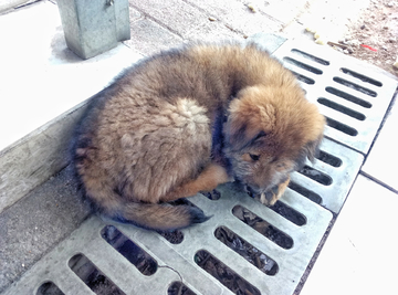 土狗 宠物狗 小狗